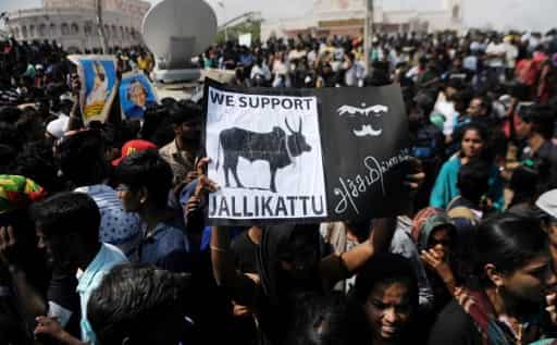 Jallikattu to be held across Tamil Nadu today after govt approves ordinance