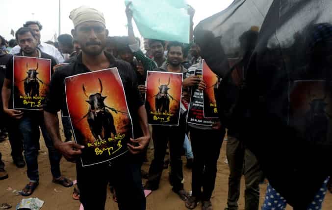 Two dead, dozens wounded during bull-taming event in India's southern state