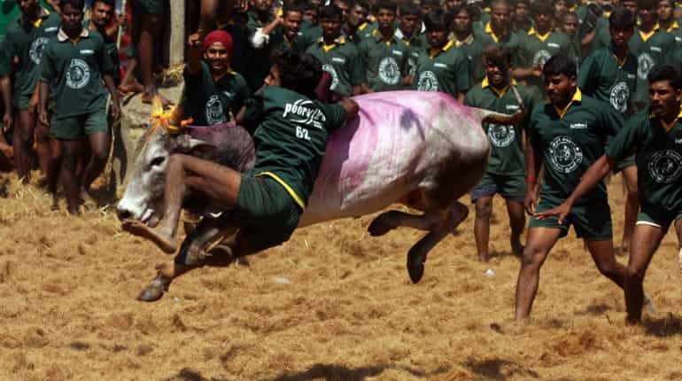 Indian court bars participation of foreign, cross bred bulls in taming-sport Jallikattu
