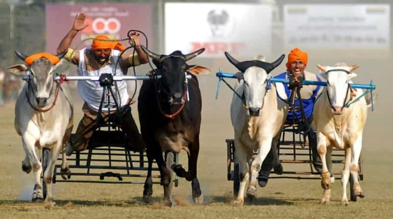 After Jallikattu, Maharashtra to try & revoke ban on bullock cart race After Jallikattu, Maharashtra to try & revoke ban on bullock cart race