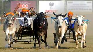 After Jallikattu, Maharashtra to try & revoke ban on bullock cart race