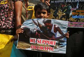 Tamil Nadu govt can organise Jallikattu: Supreme Court