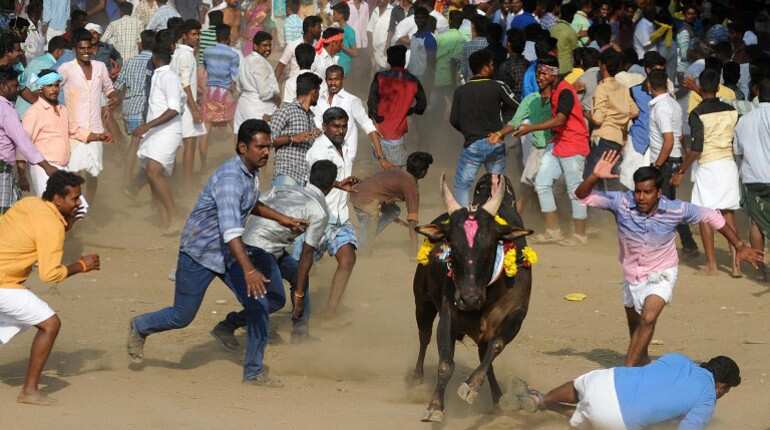 Tamil Nadu bull taming event enters world record