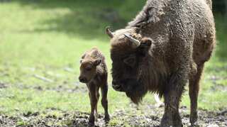 Bison make a comeback in Britain, 10,000 years after they went extinct