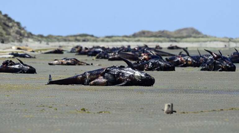 Hundreds of whales wash up dead on New Zealand beach Hundreds of whales wash up dead on New Zealand beach
