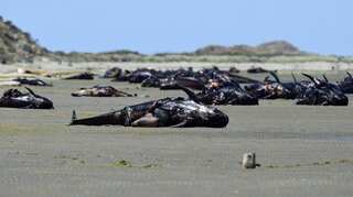 Hundreds of whales wash up dead on New Zealand beach