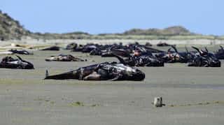 Hundreds of whales wash up dead on New Zealand beach