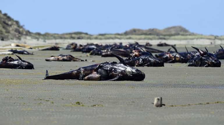 Hundreds of whales wash up dead on New Zealand beach