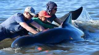 New Zealand: Rescuers defy shark threat to keep 200 whales from shore in fresh stranding