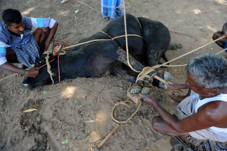 Ahead of Jallikattu bull taming event in south India, blacksmith puts a metal show on an Indian bull.