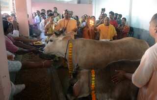 Cow urine to cure cancer? Indian govt out to scientifically prove it