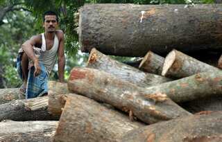 India plants 50 million trees in a single day to create world record