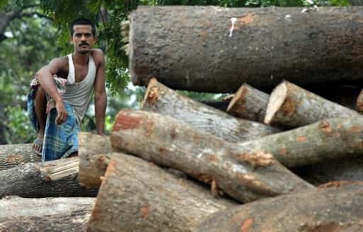 India plants 50 million trees in a single day to create world record