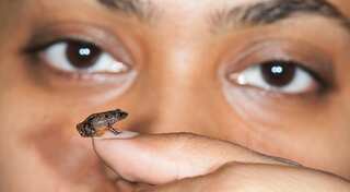Indian scientists discover seven new species of Night Frogs including four miniature forms