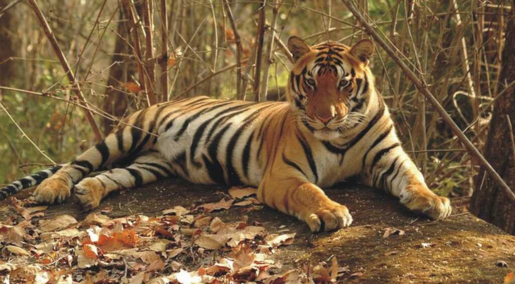 Director of India's Tiger Reserve Park removed after shoot-at-sight order