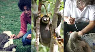 International Women's Day: Super-woman saves the sloths