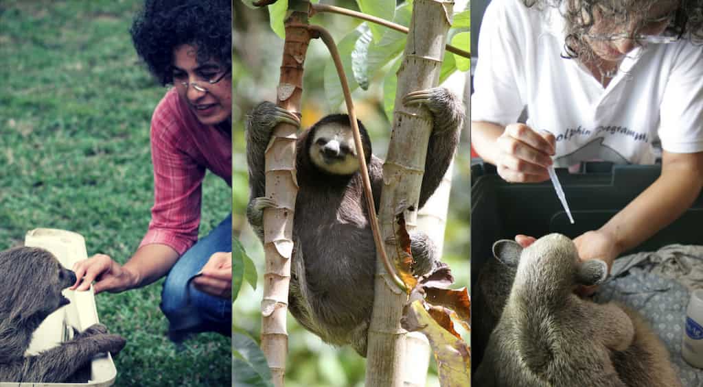 International Women's Day: Super-woman saves the sloths