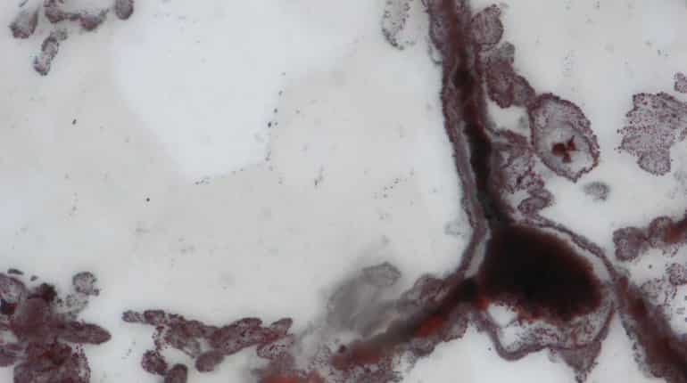 Oldest fossils point to life on Earth about 4 billion years ago Oldest fossils point to life on Earth about 4 billion years ago