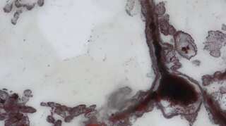 Oldest fossils point to life on Earth about 4 billion years ago