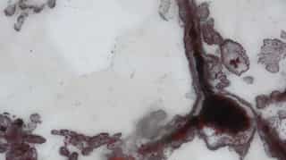 Oldest fossils point to life on Earth about 4 billion years ago