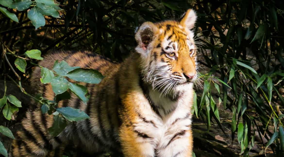 Rajasthan: 2 tigers killed in two days, say officials Rajasthan: 2 tigers killed in two days, say officials
