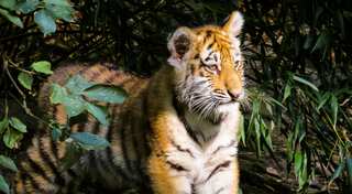 Lions, tigers  and jaguar break out of German zoo