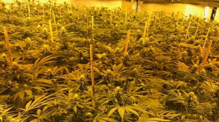 Israel votes to decriminalise marijuana Israel votes to decriminalise marijuana