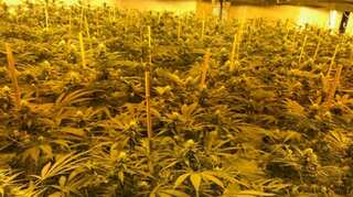 Israel votes to decriminalise marijuana