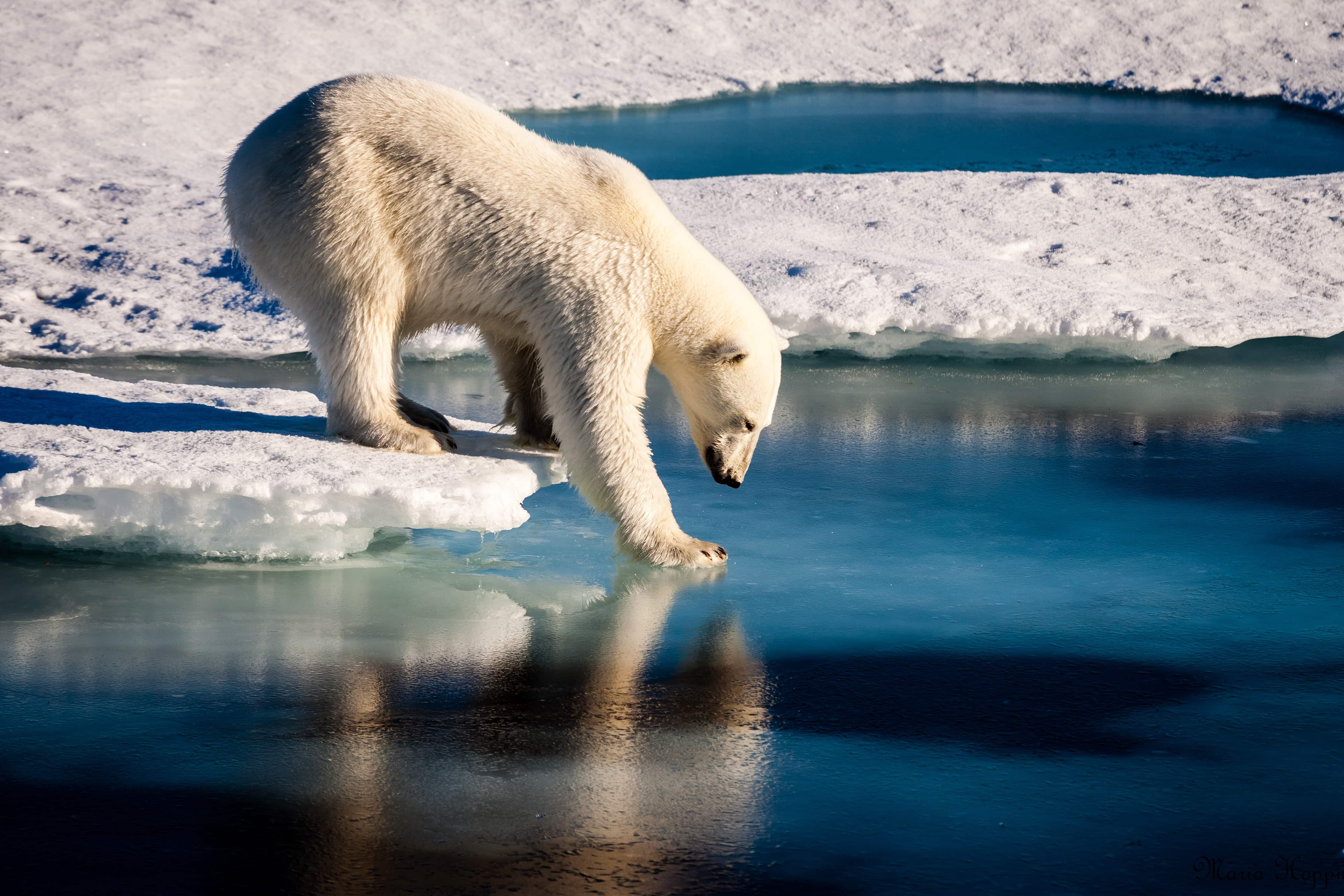 Arctic sea ice likely to vanish in summers even if Paris accord target met: Study Arctic sea ice likely to vanish in summers even if Paris accord target met: Study