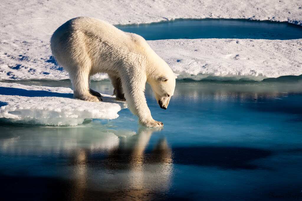 Polar bear population dwindling at alarming rate in Canada: Report