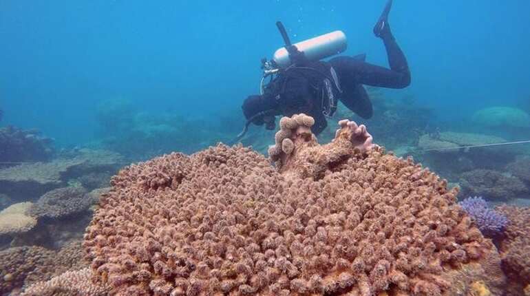 Great Barrier Reef will never be as pristine as it once was: Scientists