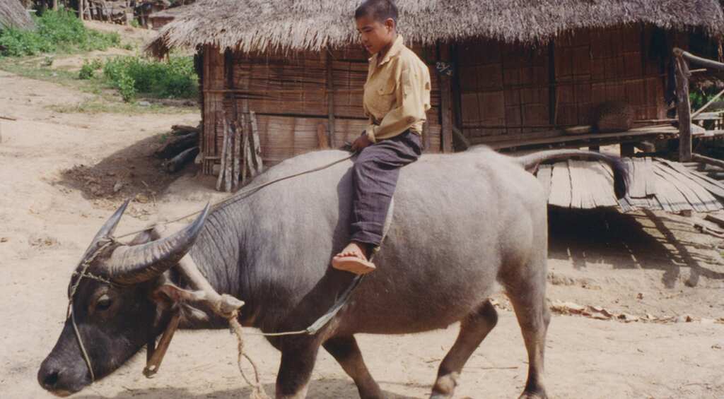 In Thailand, 'buffalo soldiers' help kids combat autism