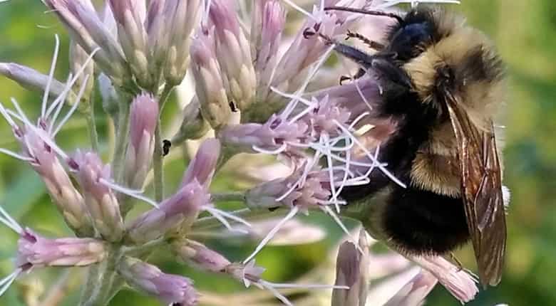 US places rusty patched bumblebee in endangered species list
