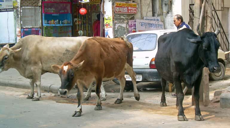 BJP MLA threatens to break hand, legs of people who disrespect cows BJP MLA threatens to break hand, legs of people who disrespect cows