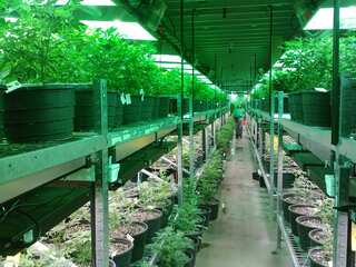 Canada looks to legalise recreational marijuana by mid-2018