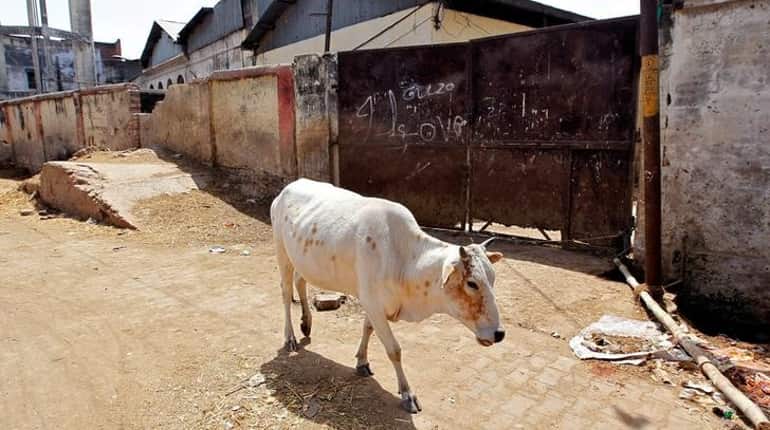 In Gujarat, cow slaughter now punishable by life imprisonment