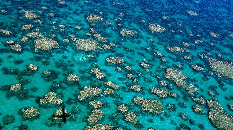 Australia: 'Zero recovery' for corals in back-to-back bleaching