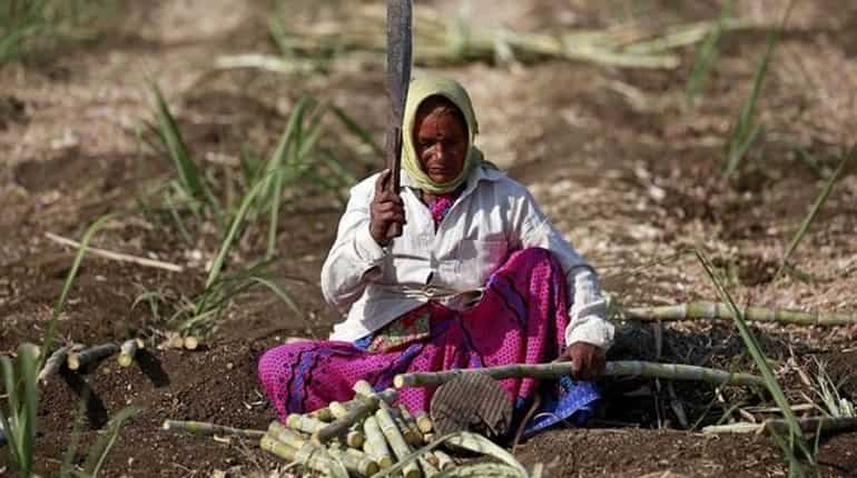 2nd largest sugar producer India imposes stock limit to control price rise, prevent black-marketing