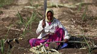 2nd largest sugar producer India imposes stock limit to control price rise, prevent black-marketing