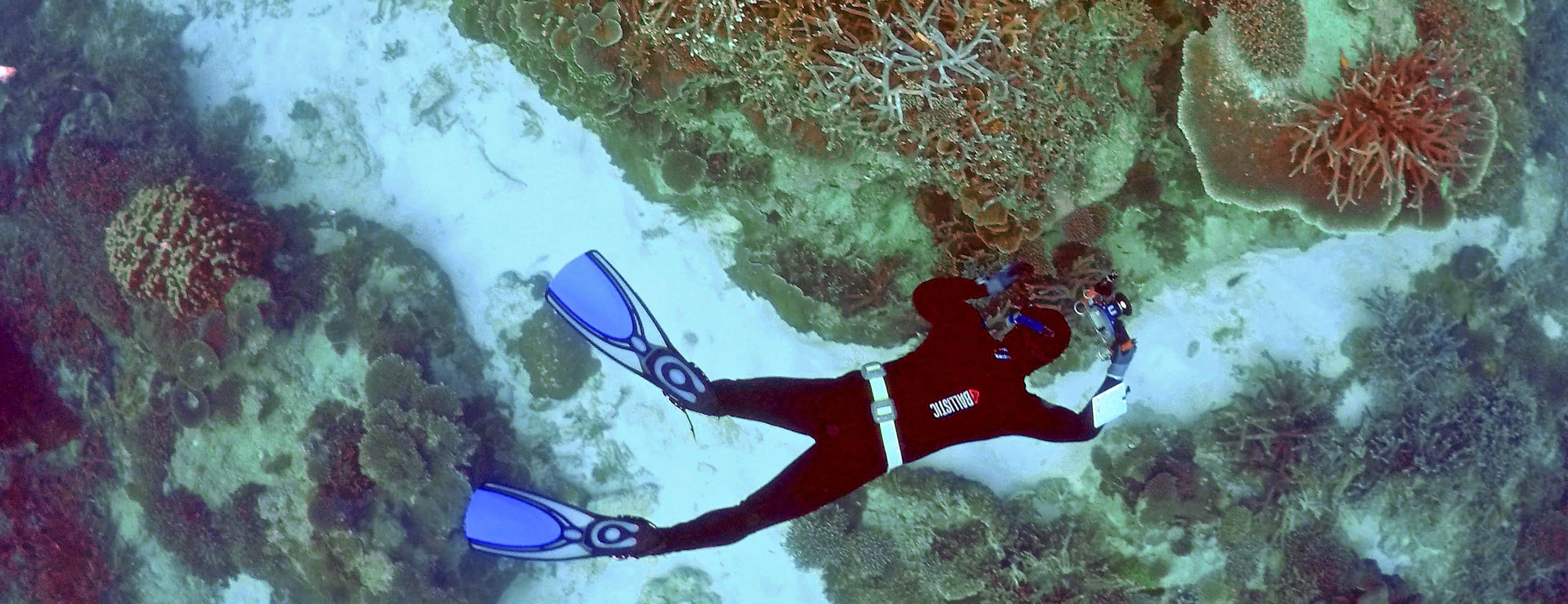 Scientists offer new hope for Great Barrier Reef: Vinegar
