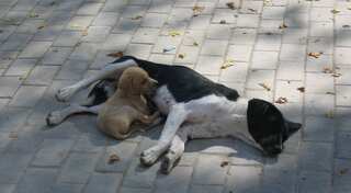 Illegal extermination of dogs in Sitapur would only worsen situation, says activist