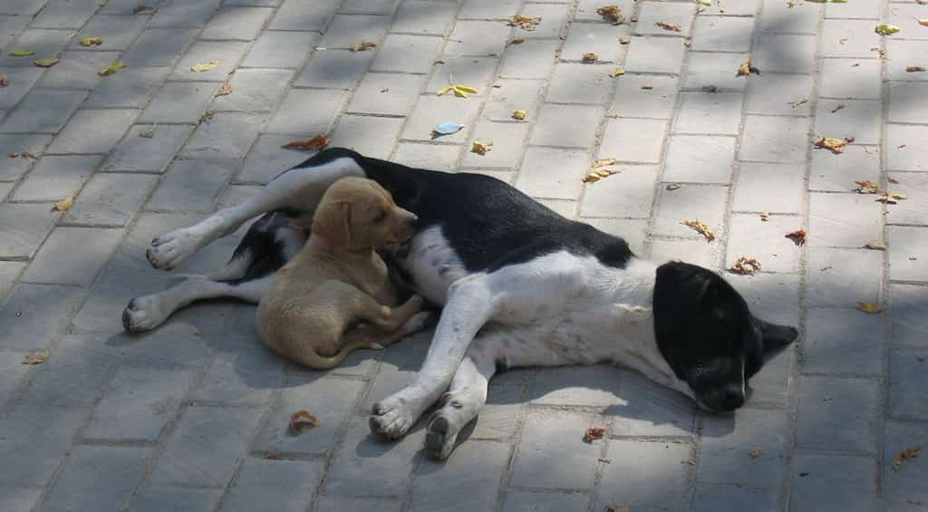 Our love for pets and of pedigree