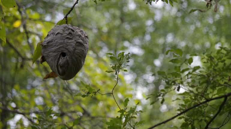 Ahead of Modi visit, Sri Lanka starts removing wasp nests