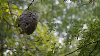 Ahead of Modi visit, Sri Lanka starts removing wasp nests