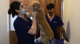 Pet lovers celebrate World Animal Day amid pandemic