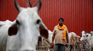 States under obligation to compensate cow vigilantism victims: Supreme Court