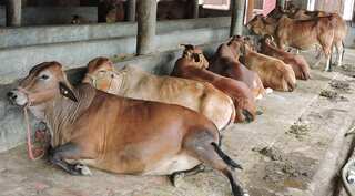 Madras High Court stays Centre's cattle slaughter notification for 4 weeks