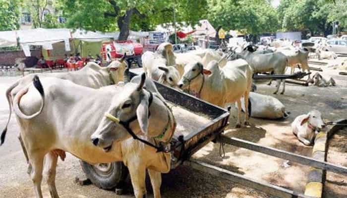 Here's why cow shouldn't be made the national animal Here's why cow shouldn't be made the national animal