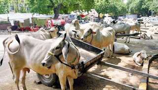 Here's why cow shouldn't be made the national animal