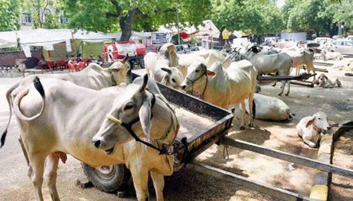 Here's why cow shouldn't be made the national animal
